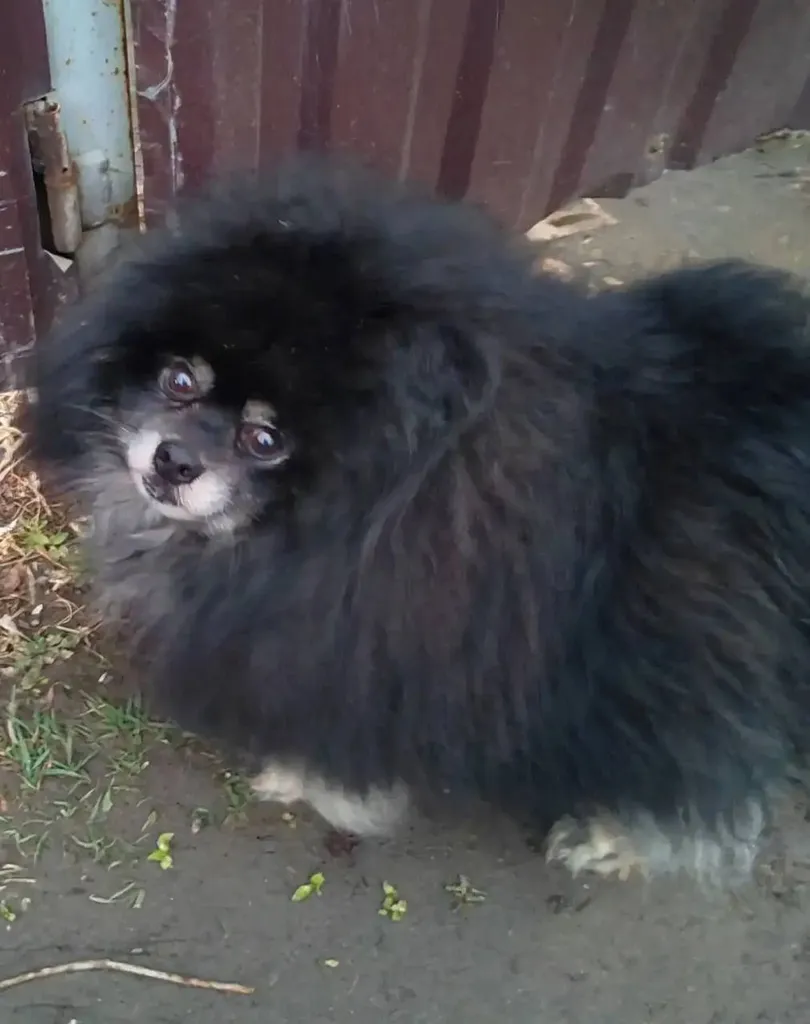Lost dog, шпиц in Domodedovo — identification photo, lost & found pet database Pathfinder