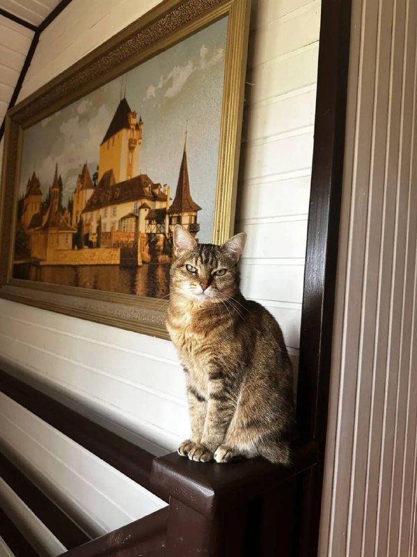 Lost cat, карельский бобтейл in Lagolovo — identification photo, lost & found pet database Pathfinder