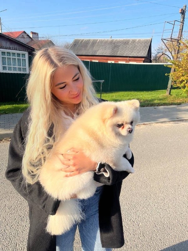 Lost dog, померанский шпиц in Moscow — identification photo, lost & found pet database Pathfinder