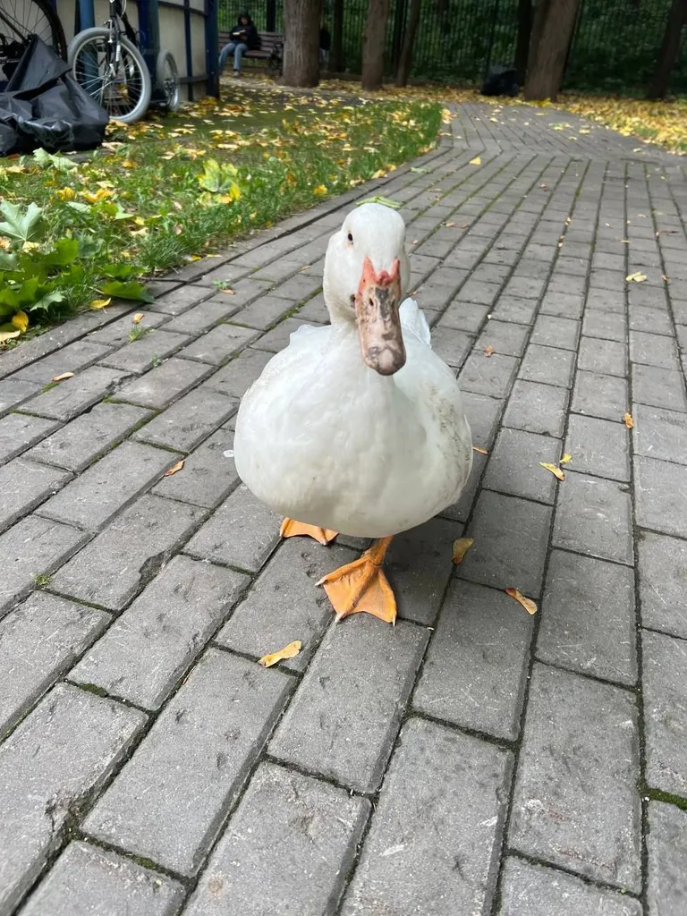 Lost pet in Moscow — identification photo, lost & found pet database Pathfinder