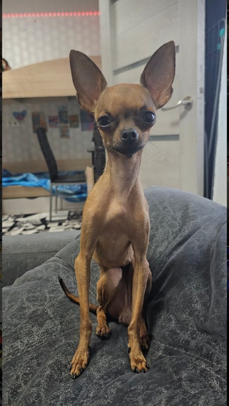 Lost brown dog in Omsk — identification photo, lost & found pet database Pathfinder