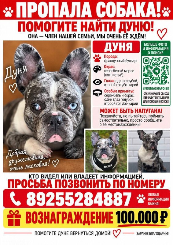 Lost white dog, французский бульдог in Vasyukovo — identification photo, lost & found pet database Pathfinder