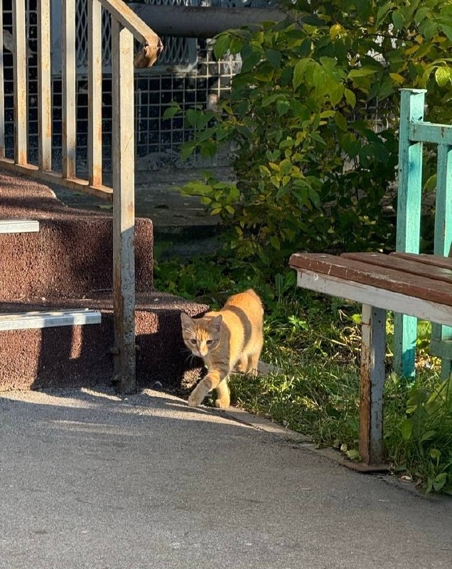Adoptable cat in Perm — identification photo, lost & found pet database Pathfinder