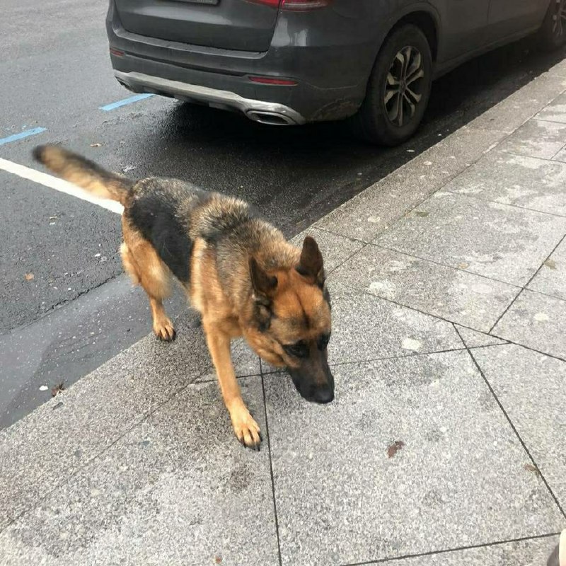 Found dog, немецкая овчарка in Saint Petersburg — identification photo, lost & found pet database Pathfinder