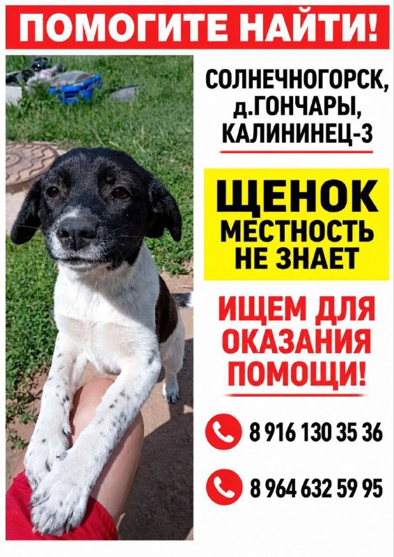 Lost white dog in Solnechnogorsk — identification photo, lost & found pet database Pathfinder