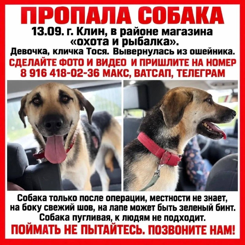 Lost cream dog in Klin — identification photo, lost & found pet database Pathfinder
