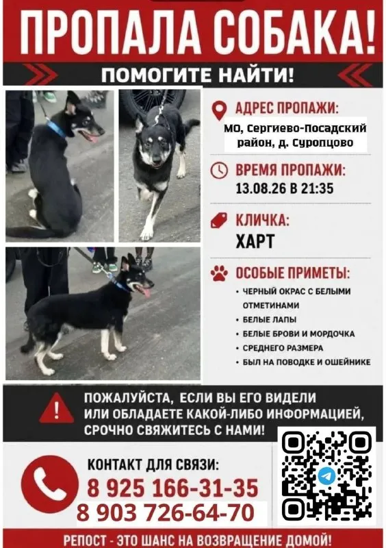 Lost white dog, метис хаски in Suropovtsovo — identification photo, lost & found pet database Pathfinder