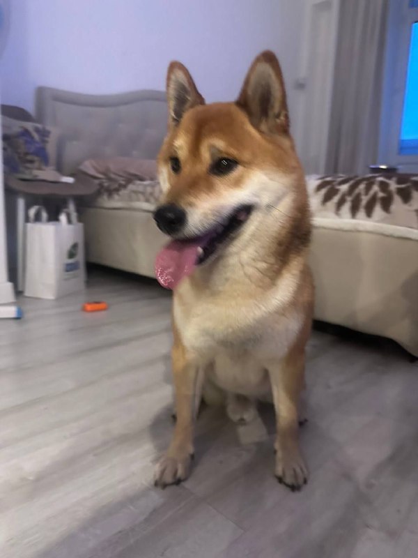 Found cream dog, сиба-ину in Balashikha — identification photo, lost & found pet database Pathfinder