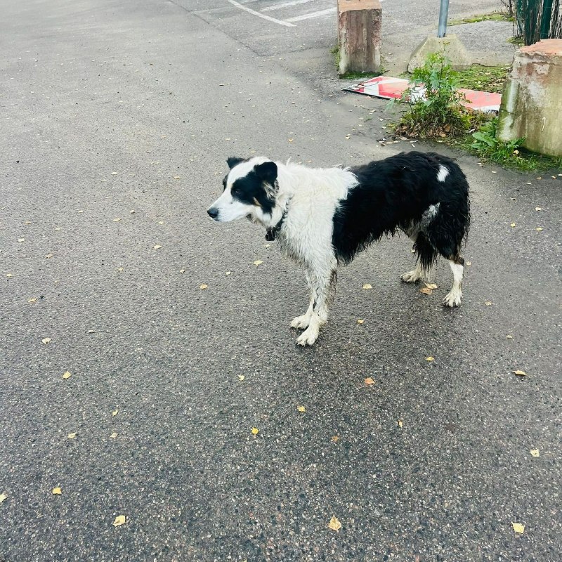Found white dog in Novosele — identification photo, lost & found pet database Pathfinder
