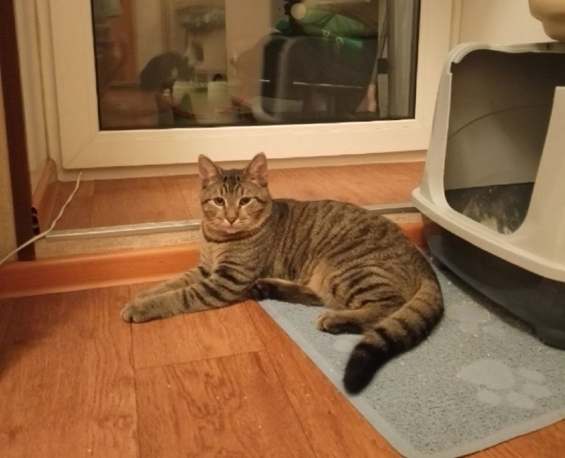 Lost brown cat in Saint Petersburg — identification photo, lost & found pet database Pathfinder