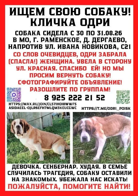 Lost white dog, сенбернар in Dergaevo — identification photo, lost & found pet database Pathfinder