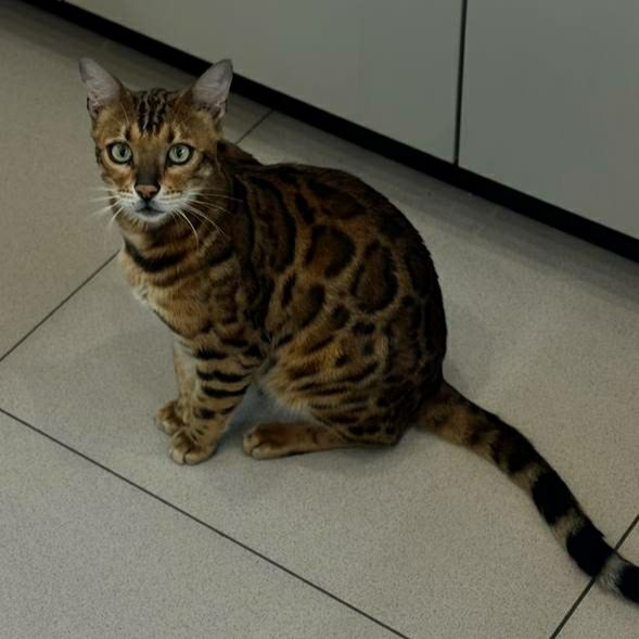 Lost brown cat in Kosulino — identification photo, lost & found pet database Pathfinder