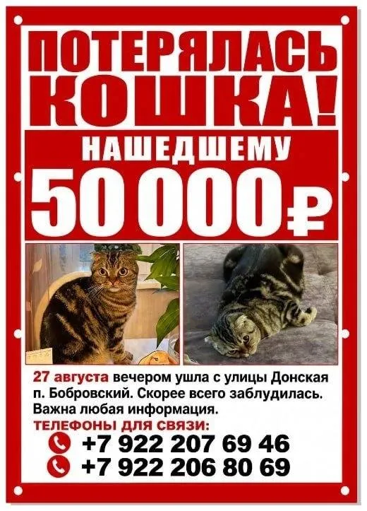 Lost brown cat, вислоухая in Bobrovskiy — identification photo, lost & found pet database Pathfinder