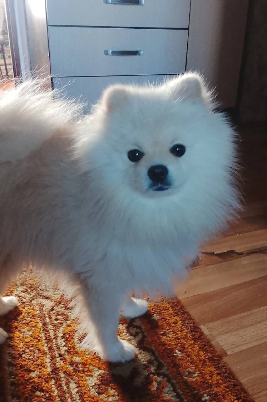 Lost white dog, шпиц in Verkhnyaya Pyshma — identification photo, lost & found pet database Pathfinder