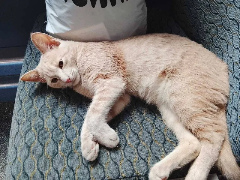 Lost cream cat in Lyubertsy — identification photo, lost & found pet database Pathfinder