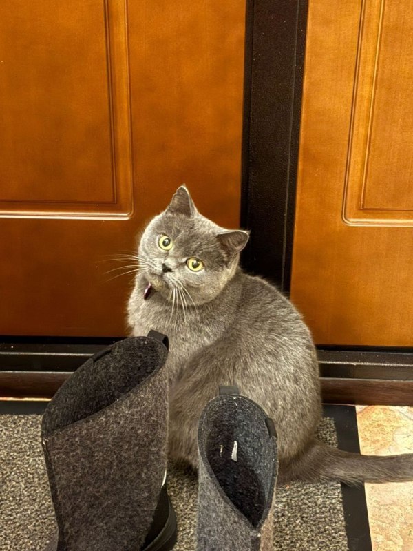 Lost gray cat, русская голубая in Anosino — identification photo, lost & found pet database Pathfinder
