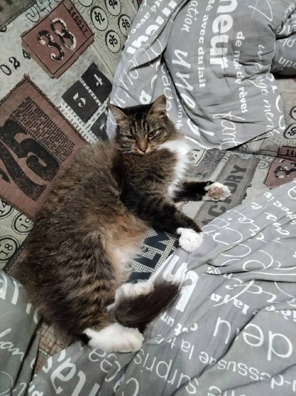 Found white cat in Beloyarskiy — identification photo, lost & found pet database Pathfinder