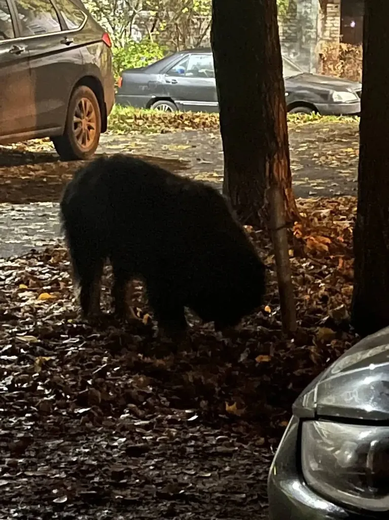 Found dog in Mayakovka — identification photo, lost & found pet database Pathfinder