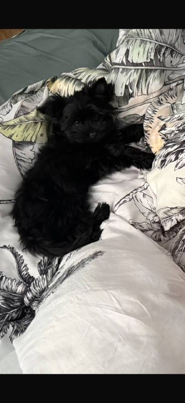 Lost black dog, йорк in Kembridzh — identification photo, lost & found pet database Pathfinder