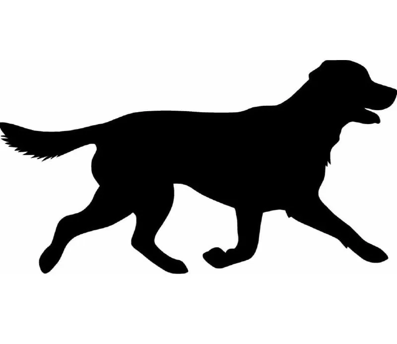 Found dog in Lyubertsy — identification photo, lost & found pet database Pathfinder