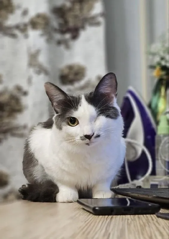 Lost white cat in Volzhskiy — identification photo, lost & found pet database Pathfinder