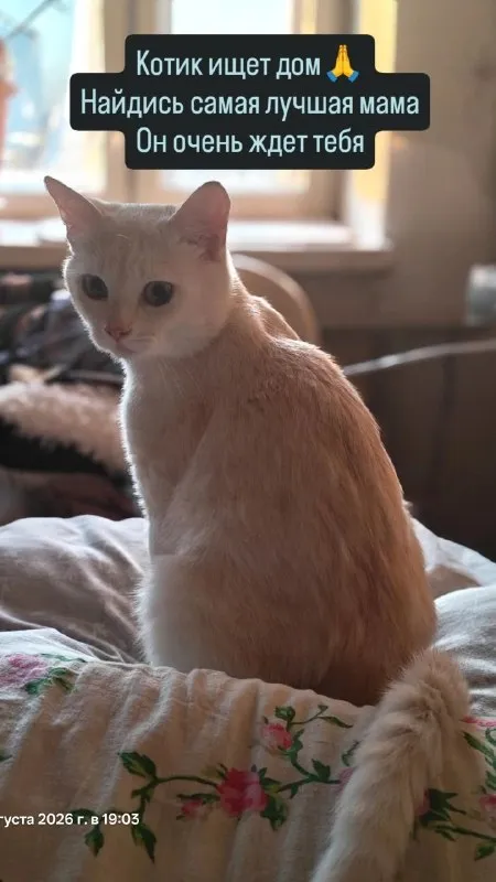 Adoptable cream pet in Volgograd — identification photo, lost & found pet database Pathfinder