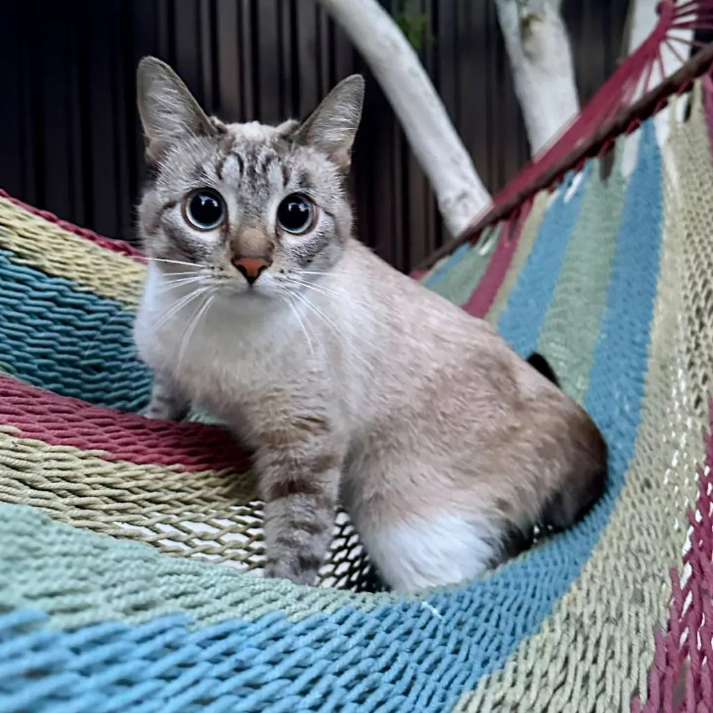 Lost cat in Zakharkovo — identification photo, lost & found pet database Pathfinder
