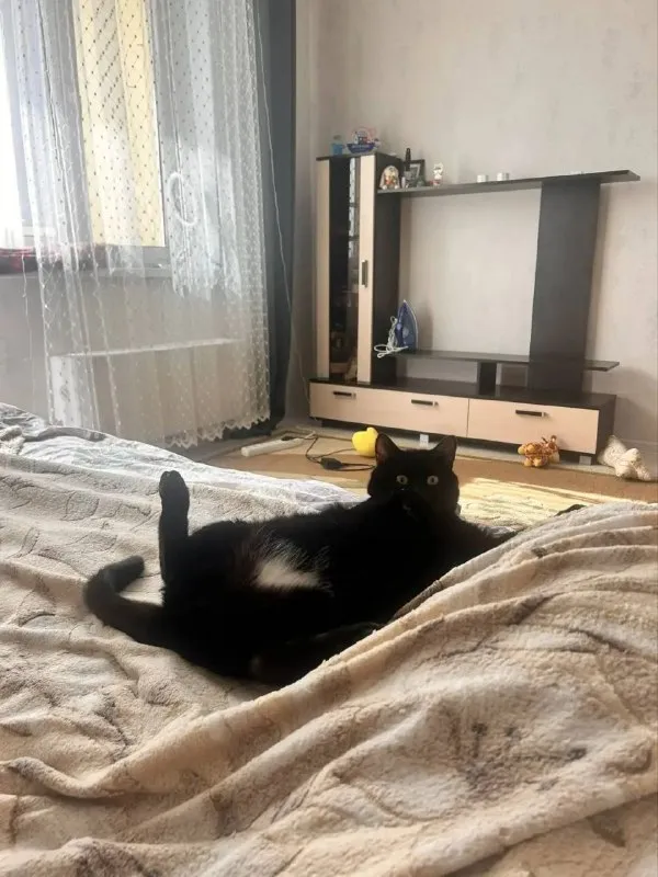 Lost white cat in Novye Kotelniki — identification photo, lost & found pet database Pathfinder