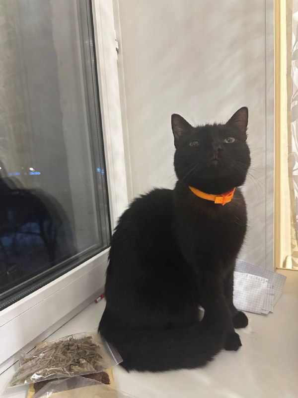 Lost black cat in Kolomna — identification photo, lost & found pet database Pathfinder