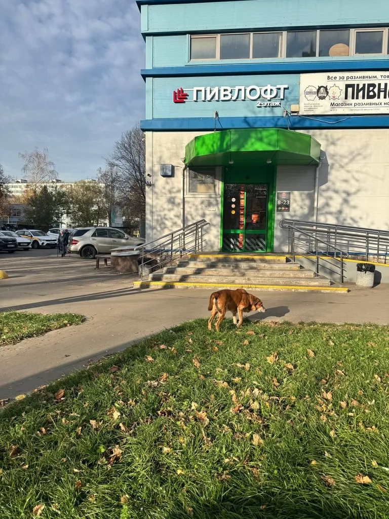 Found dog, дворняжка in Moscow — identification photo, lost & found pet database Pathfinder