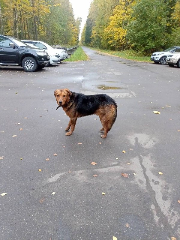 Found brown dog in Mendeleevo — identification photo, lost & found pet database Pathfinder