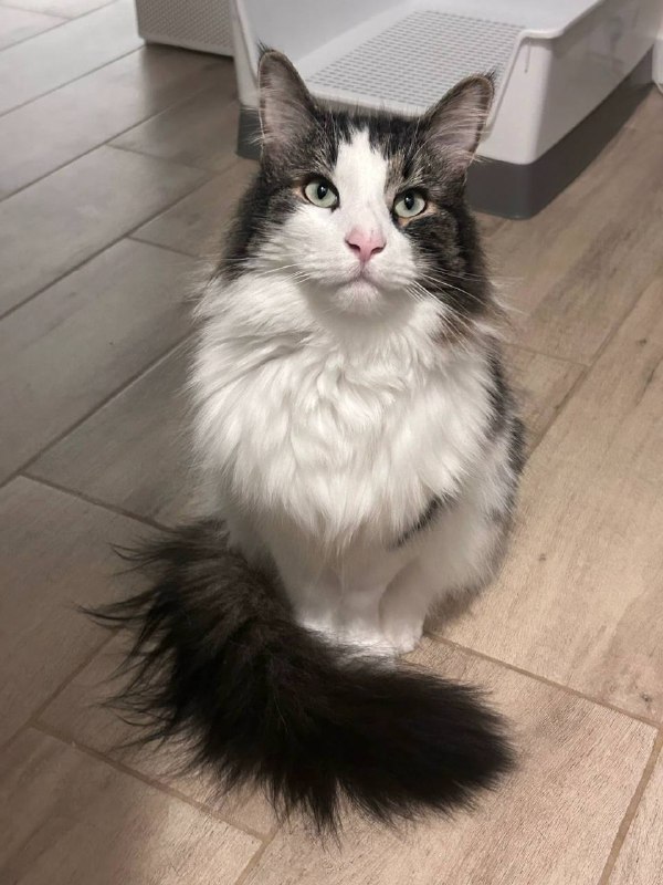 Lost white cat in Saint Petersburg — identification photo, lost & found pet database Pathfinder