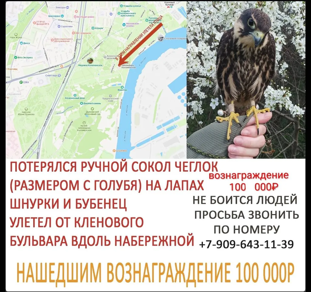 Lost pet, сокол чеглок in Moscow — identification photo, lost & found pet database Pathfinder