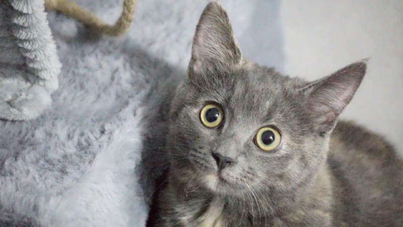 Lost cat in Saint Petersburg — identification photo, lost & found pet database Pathfinder