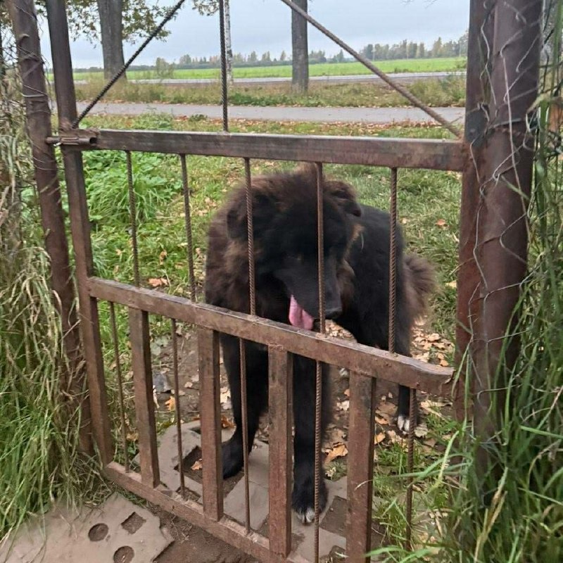 Found dog in Pargolovo — identification photo, lost & found pet database Pathfinder