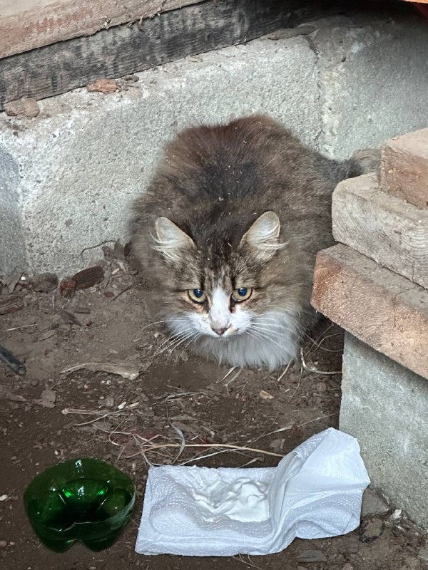 Found cat in Volgograd — identification photo, lost & found pet database Pathfinder