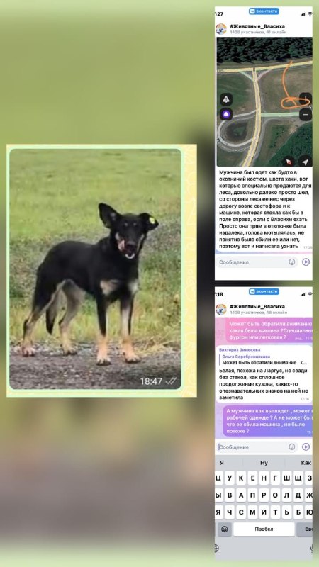 Lost brown dog in Vlasikha — identification photo, lost & found pet database Pathfinder
