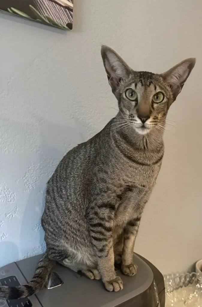 Lost cat, ориентальная in Moscow — identification photo, lost & found pet database Pathfinder