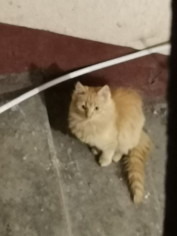 Found ginger cat in Saint Petersburg — identification photo, lost & found pet database Pathfinder
