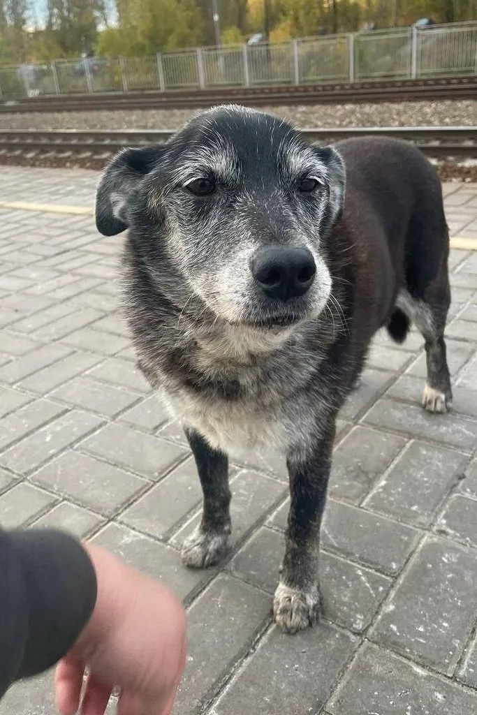 Found dog, дворняжка in Ramenskoe — identification photo, lost & found pet database Pathfinder