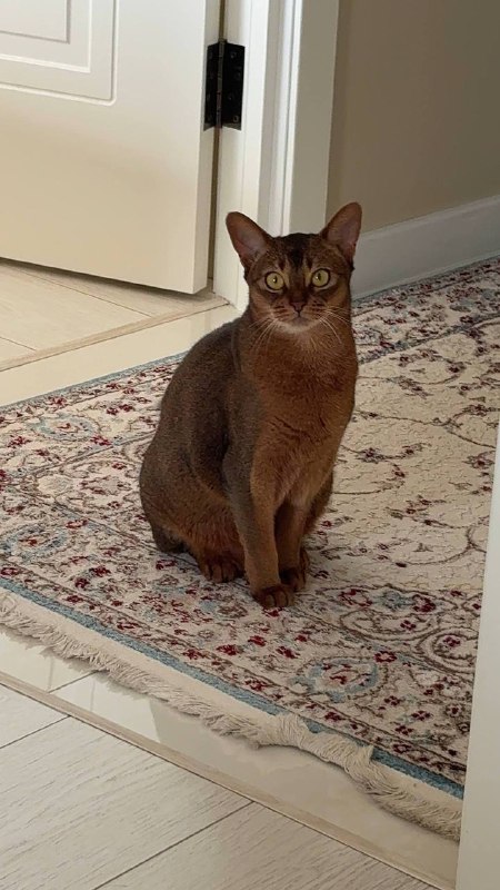 Lost ginger cat, абиссинская in Bulatnikovo — identification photo, lost & found pet database Pathfinder