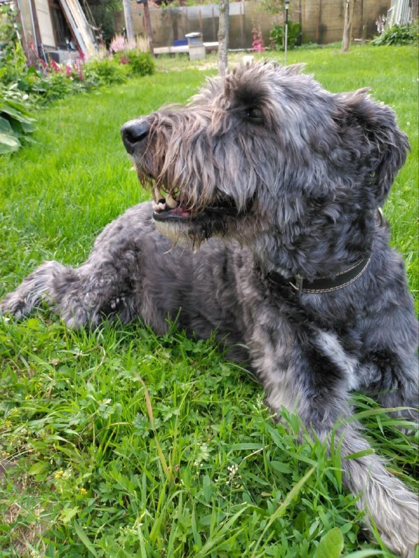 Lost gray dog, терьер in Solnechnogorsk — identification photo, lost & found pet database Pathfinder