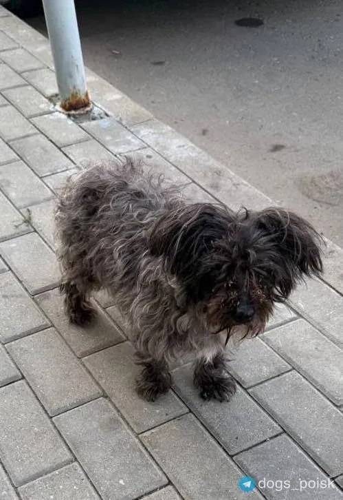 Found dog, метис in Reutov — identification photo, lost & found pet database Pathfinder