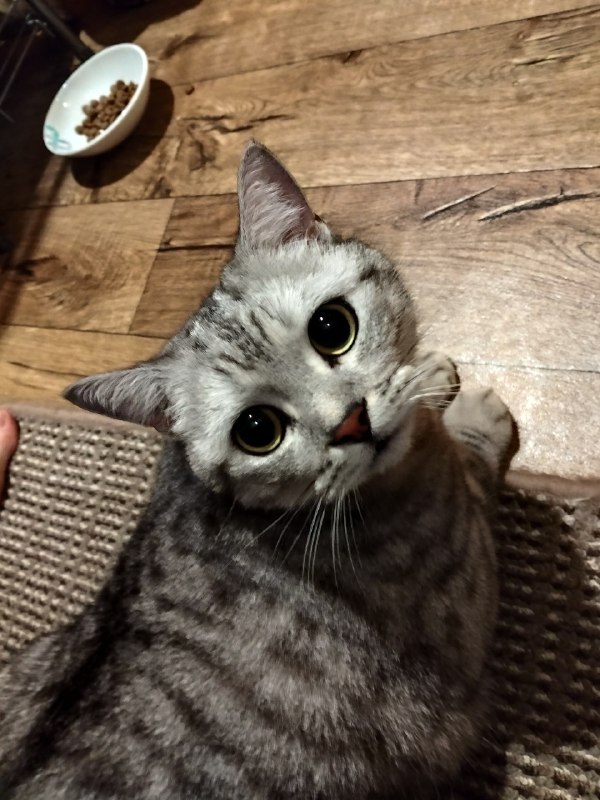 Found black cat in Omsk — identification photo, lost & found pet database Pathfinder