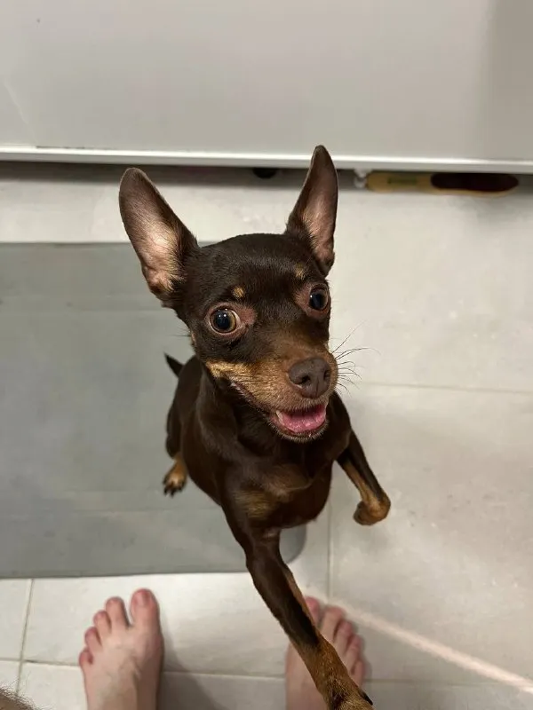 Lost brown dog, той терьер in Lyubertsy — identification photo, lost & found pet database Pathfinder