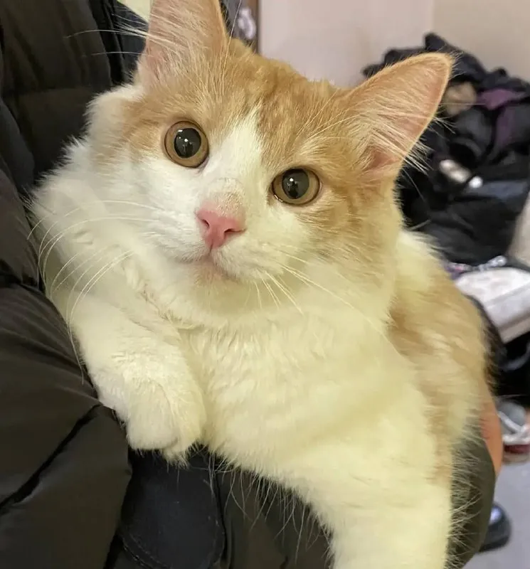 Lost white cat in Balashikha — identification photo, lost & found pet database Pathfinder
