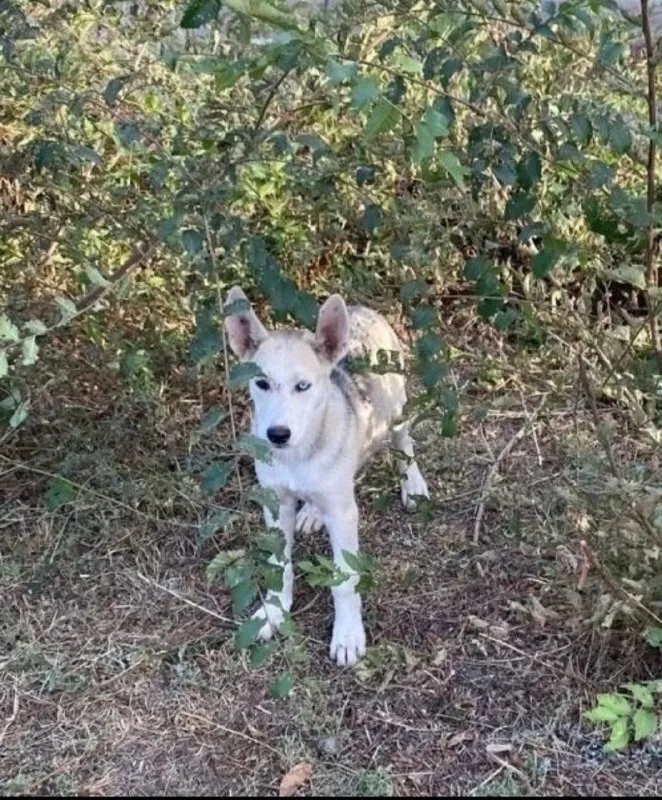 Adoptable white dog in Volzhskiy — identification photo, lost & found pet database Pathfinder