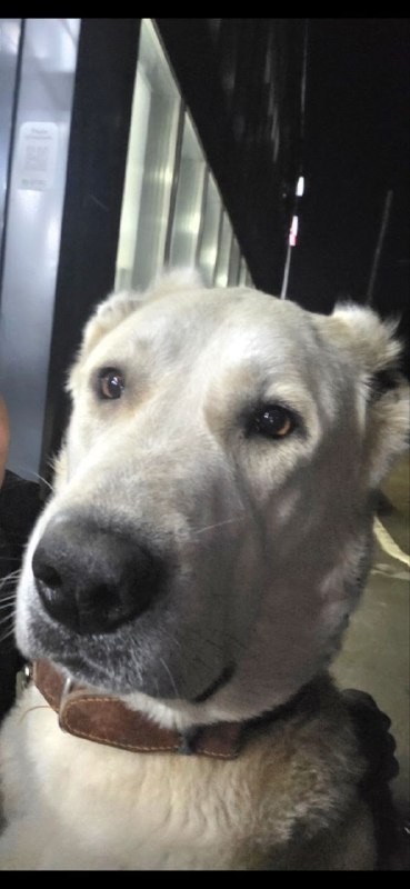 Lost cream dog, алабай in Perm — identification photo, lost & found pet database Pathfinder