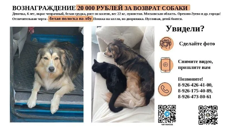 Lost brown dog in Orekhovo Zuevo — identification photo, lost & found pet database Pathfinder
