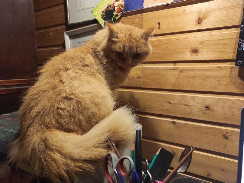 Lost ginger cat in Papertniki — identification photo, lost & found pet database Pathfinder